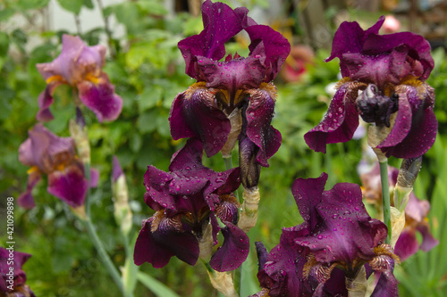 Dark cherry or magenta irises grow in the garden. They show raindrops