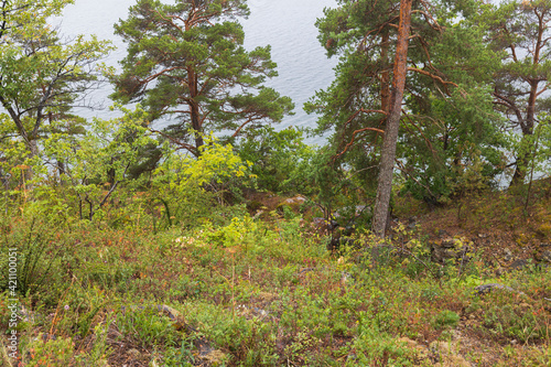 Beautiful landscape view from mountains to Baltic sea through pine trees. Sea shore with green trees and plants. Sweden.