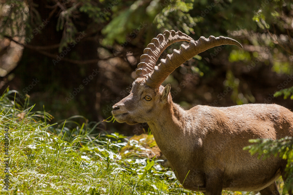 Alpine ibex (Capra ibex) in the high mountains between mountain pines