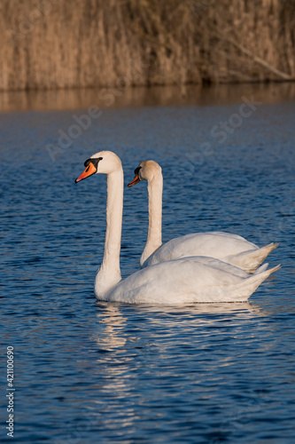 Cygnes nageant photo