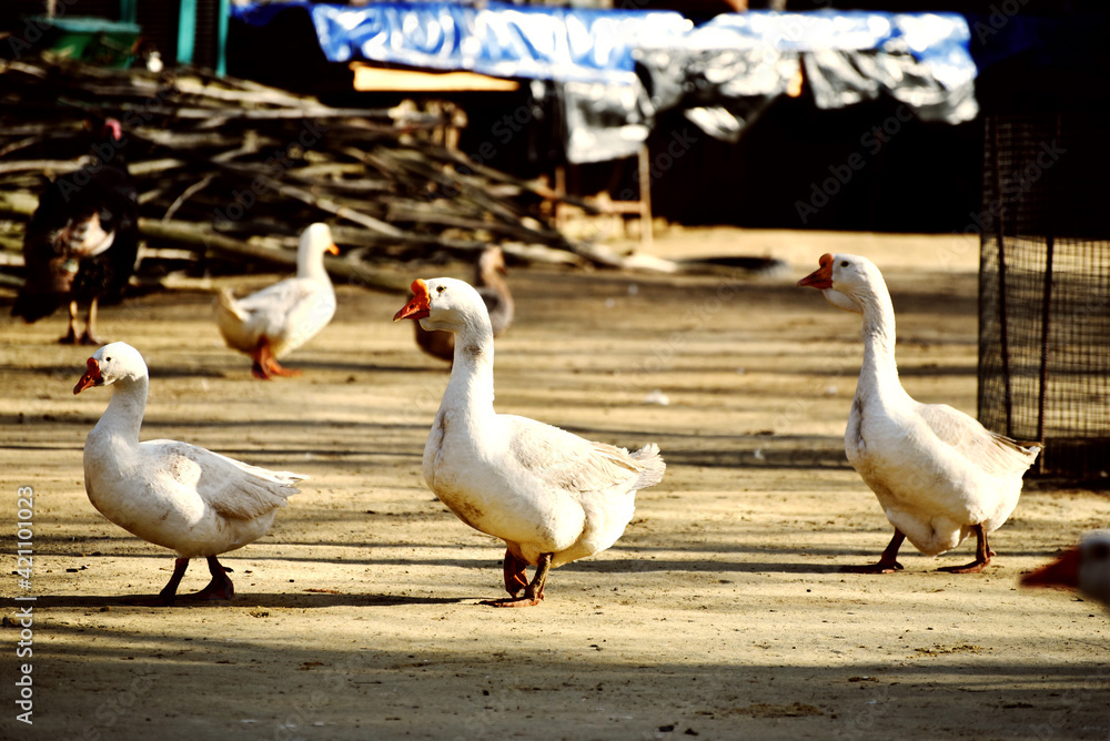Obraz premium farm yard with geese, rural life of domestic animals.photo for typography 