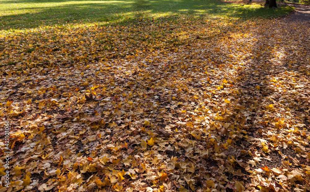 Plane tree leaves fallen to the ground Plane tree leaves fallen to the ground