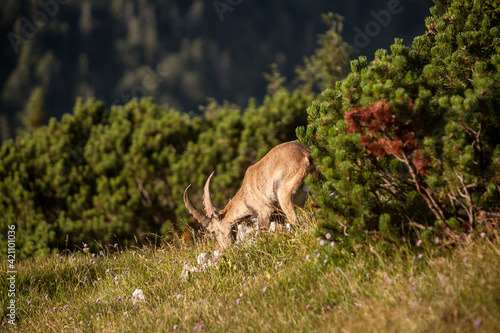 Alpine ibex (Capra ibex) in the high mountains between mountain pines © BirgitKorber