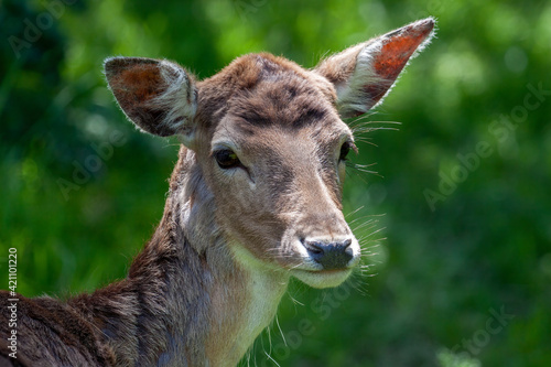 Close-up of a Red Deer (cervus elaphus) hind