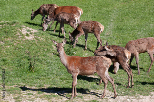 Herd of Red Deer  cervus elaphus 