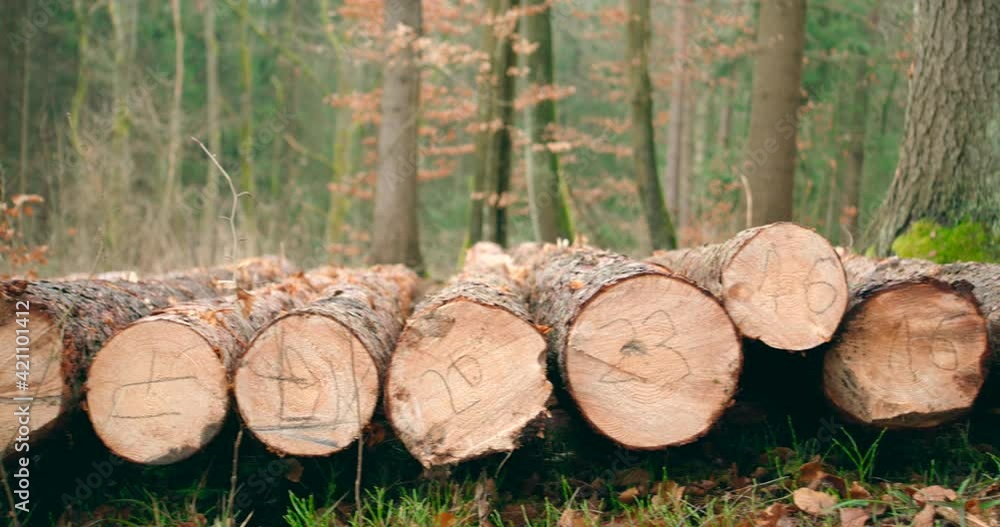 A stack of chopped wood lies in the summer forest with numbers marked on it. Panorama shot of logging. A stack of chopped wood lies in the summer forest with numbers marked on it. Panorama shot of logging.