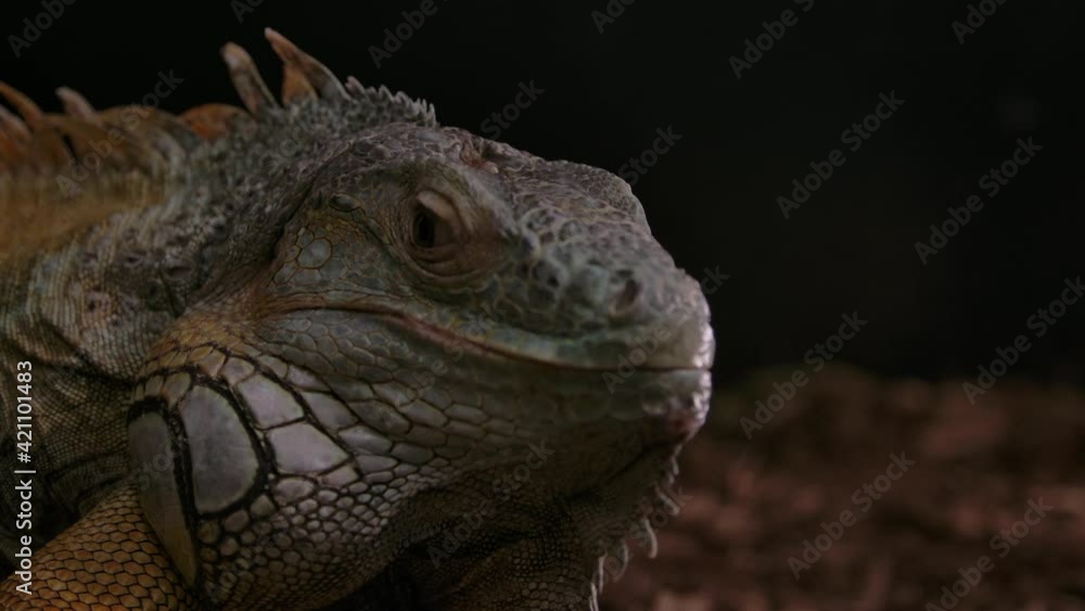 Green iguana on a tree branch Green iguana on a tree branch
