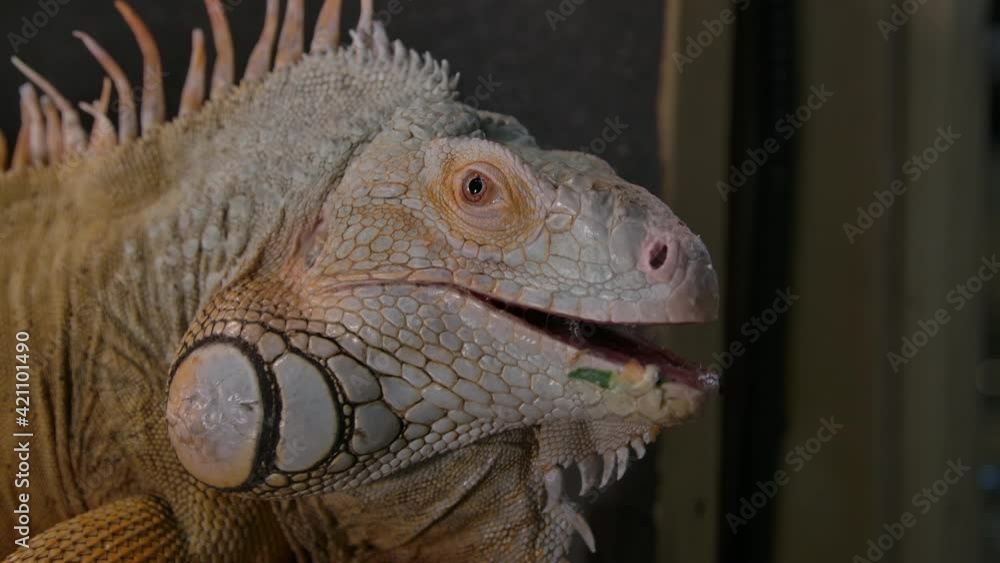 Green iguana close up side profile Green iguana close up side profile