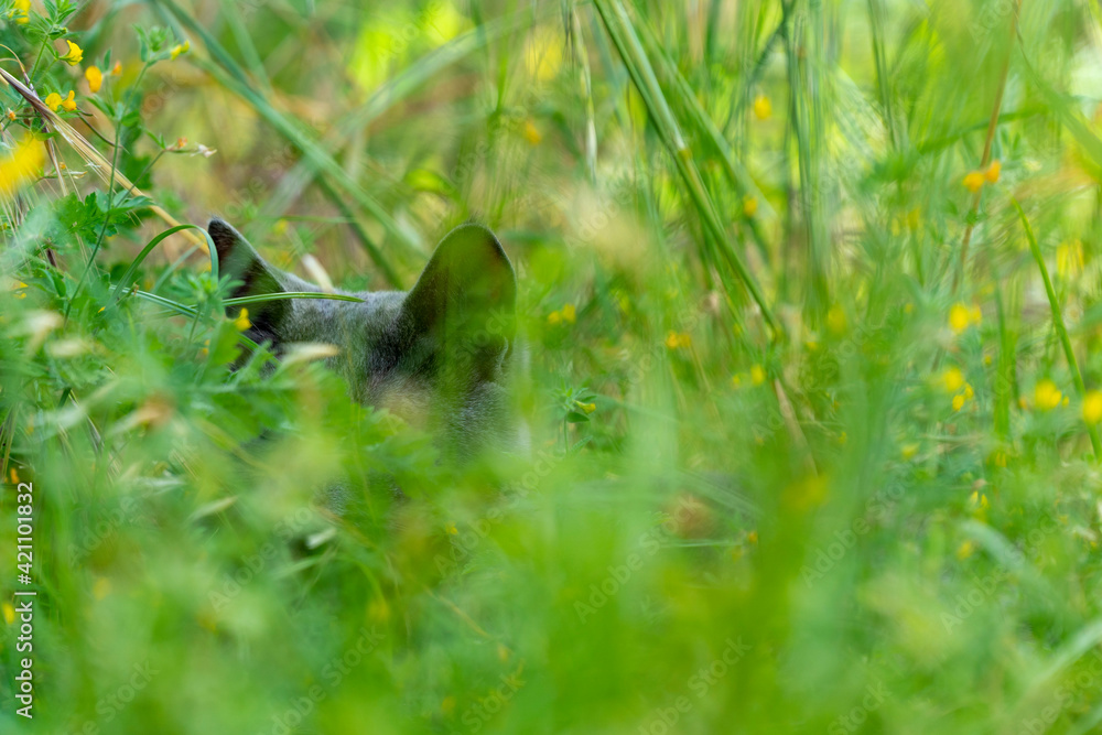 A grey adorable cat is lying and relaxing  in lush green grass at spring time. Nature and animal background with copy space.