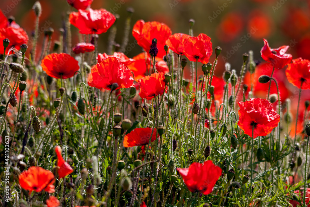 Fototapeta premium Field of Poppies in Sussex