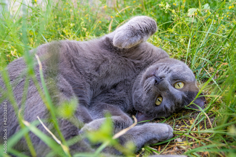 Obraz premium A grey adorable cat is lying and relaxing in lush green grass at spring time. Nature and animal background with copy space.