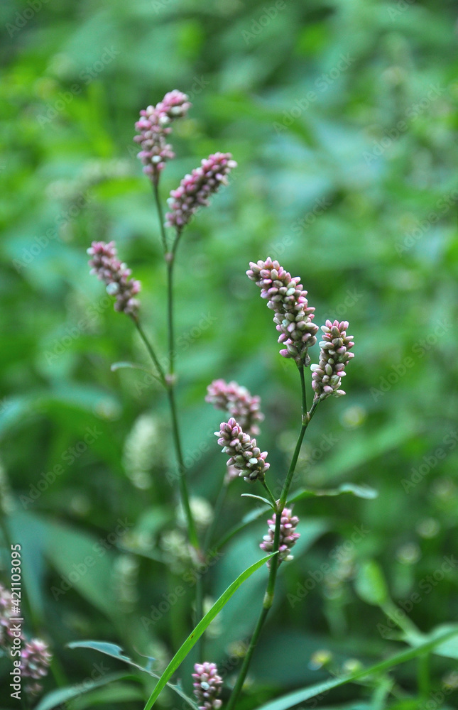 Weeds of Persicaria lapathifolia grow in the field Weeds of Persicaria lapathifolia grow in the field