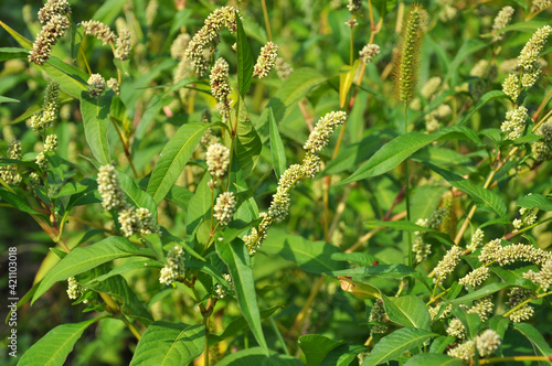 Weeds of Persicaria lapathifolia grow in the field photo