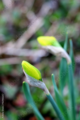 Blooming bourgeon of yellow daffodil