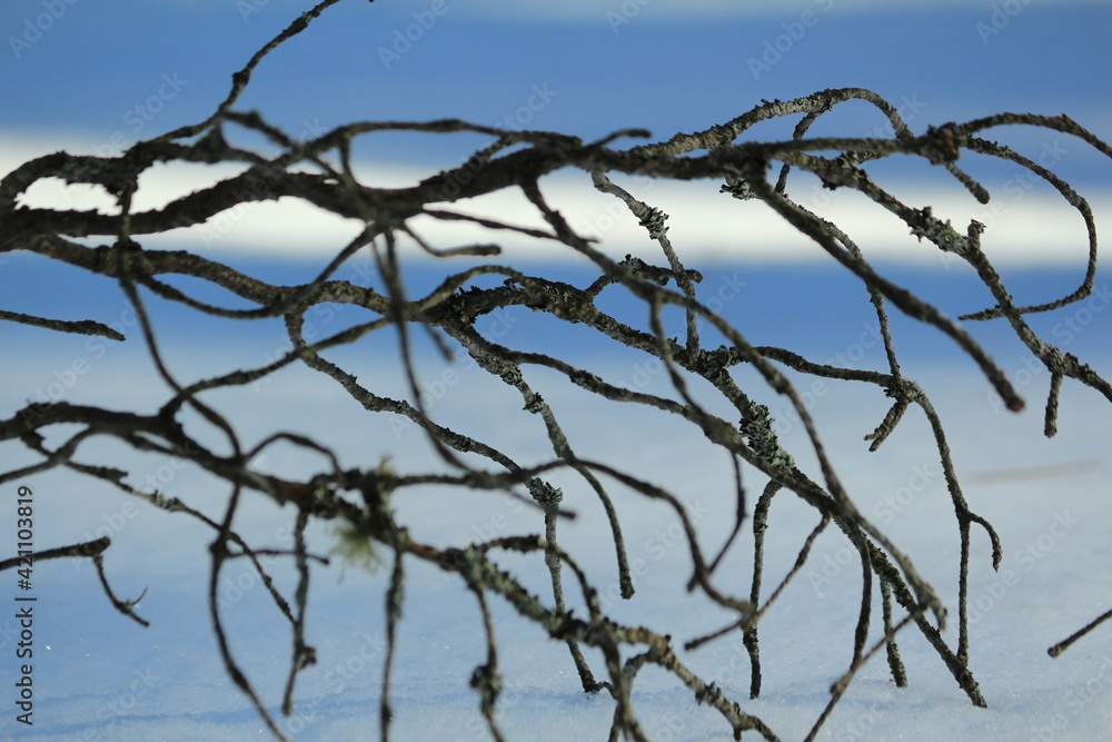 Dry, gnarled pine branch without needles on a background of blue snow in sunlight. A dry pine branch covered with lichen on a blue snow cover on a sunny winter day. Dry, gnarled pine branch without needles on a background of blue snow in sunlight. A dry pine branch covered with lichen on a blue snow cover on a sunny winter day.