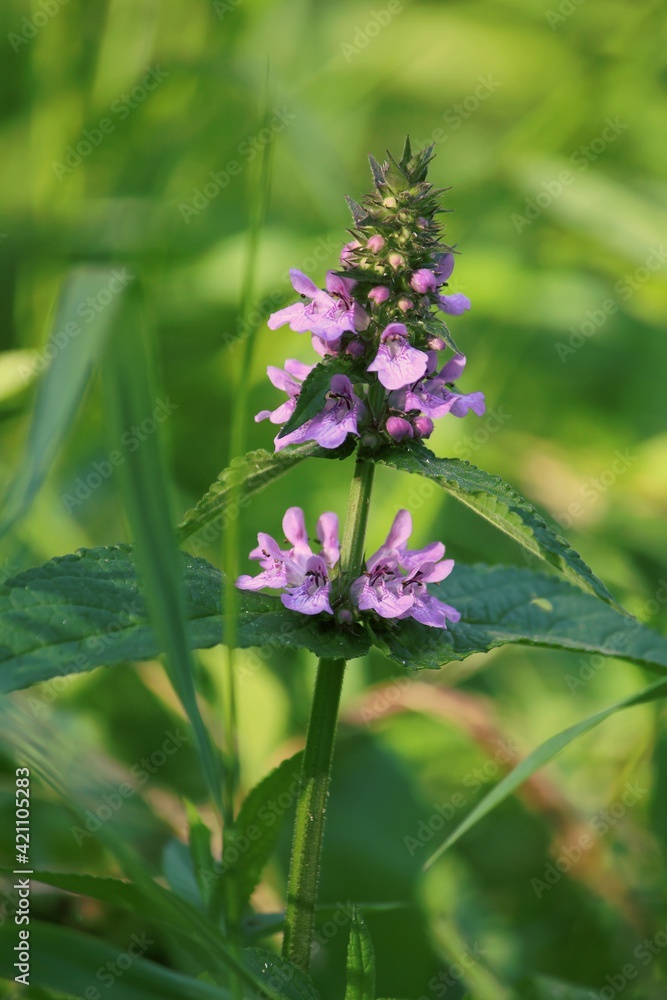 Stachys palustris, Marsh Woundwort. Pink purple wildflower on a green background on a summer day. Stachys palustris, Marsh Woundwort. Pink purple wildflower on a green background on a summer day.