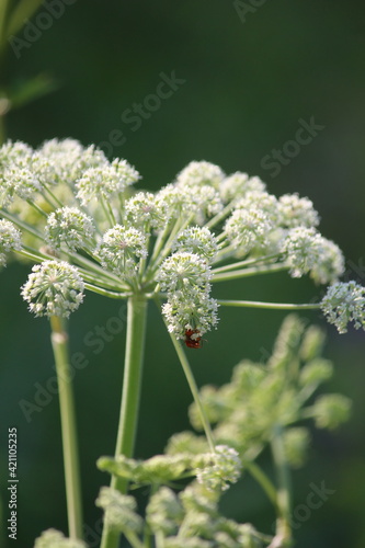 Wild Angelica, Woodland Angelica. White fluffy flowers of an umbrella plant Angelica sylvestris and an orange insect in the sunlight on a summer day.