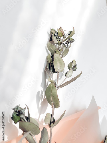 Close-up of a beautiful branch of a plant from a bouquet. A concept on a peach and light background with sunlight and aesthetic shadows. Blur, grain and bokeh effect 