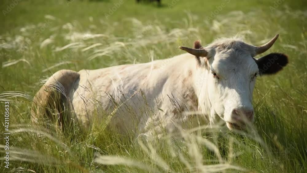 Cows eat grass in a meadow in the village. Cattle graze on the field on a sunny day. Cows eat grass in a meadow in the village. Cattle graze on the field on a sunny day.