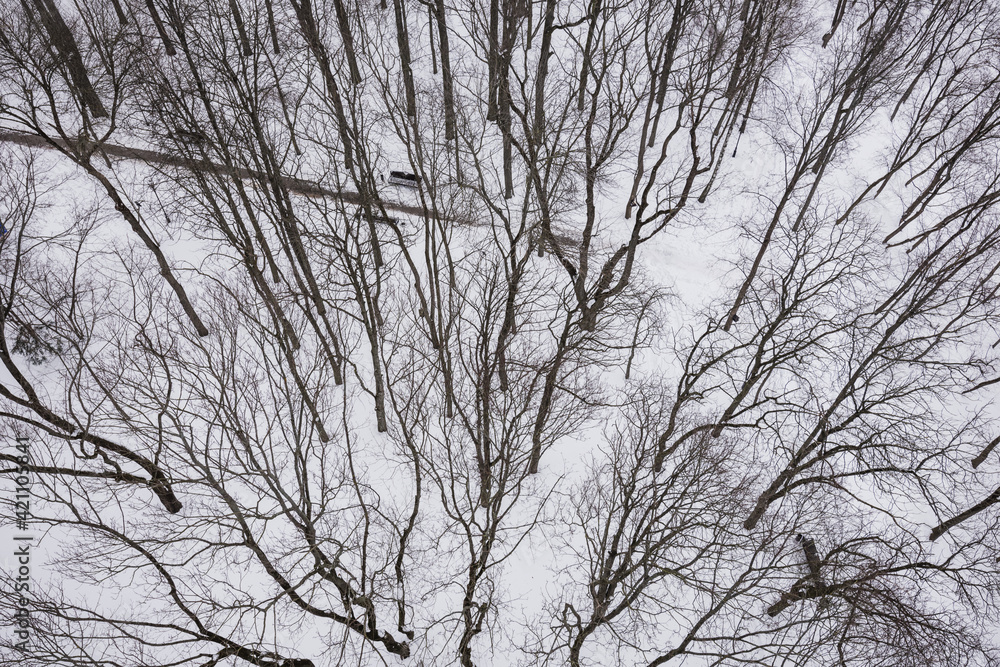 Beautiful dark silhouettes of trees in a winter city park covered with white snow. View from above. Beautiful dark silhouettes of trees in a winter city park covered with white snow. View from above.
