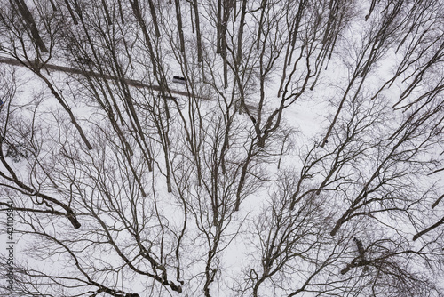 Beautiful dark silhouettes of trees in a winter city park covered with white snow. View from above.