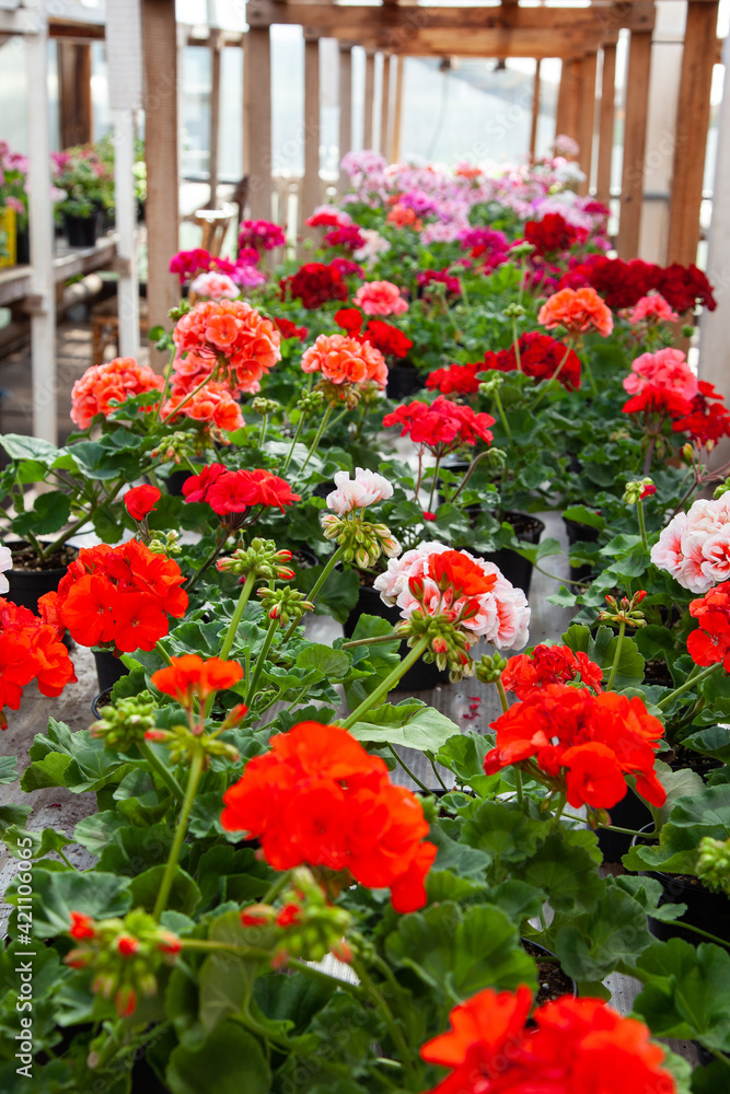 multicolored bright pelargoniums in a rustic greenhouse. Potted flowers in a greenhouse