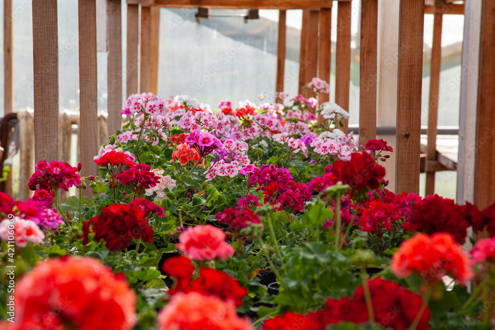 multicolored bright pelargoniums in a rustic greenhouse. Potted flowers in a greenhouse multicolored bright pelargoniums in a rustic greenhouse. Potted flowers in a greenhouse