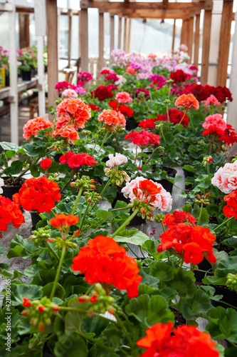 multicolored bright pelargoniums in a rustic greenhouse. Potted flowers in a greenhouse