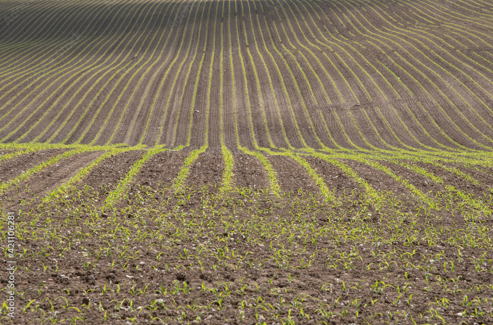 Maisfeld im Frühling Maisfeld im Frühling