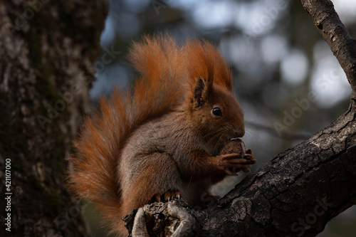 portrait of a squirrel eating a nut on a tree © Olexandr