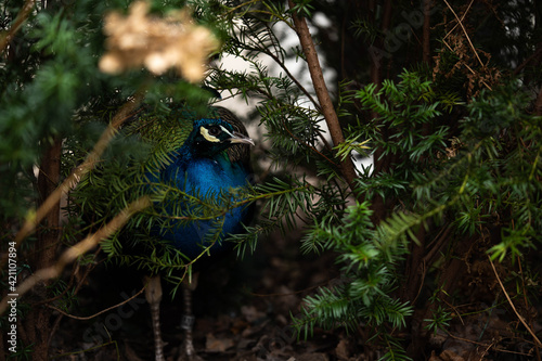 Foto fabulous bird peacock hiding in the bush, selective focus