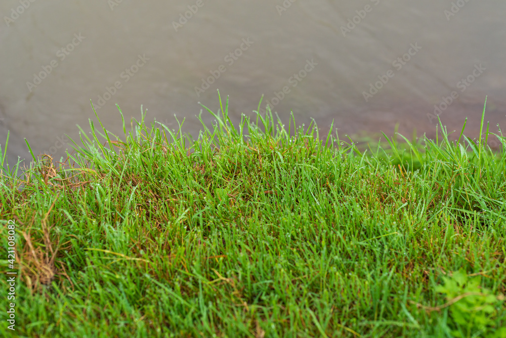 Grass with dew drops on the shore of a reservoir Grass with dew drops on the shore of a reservoir