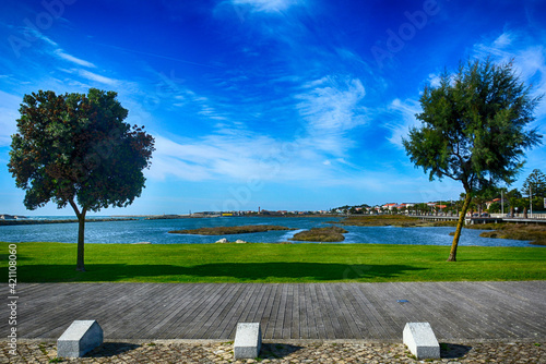 a green tree against a blue sky in the city Esposende,Portugal. The second day is the way to Santiago de Compostela photo