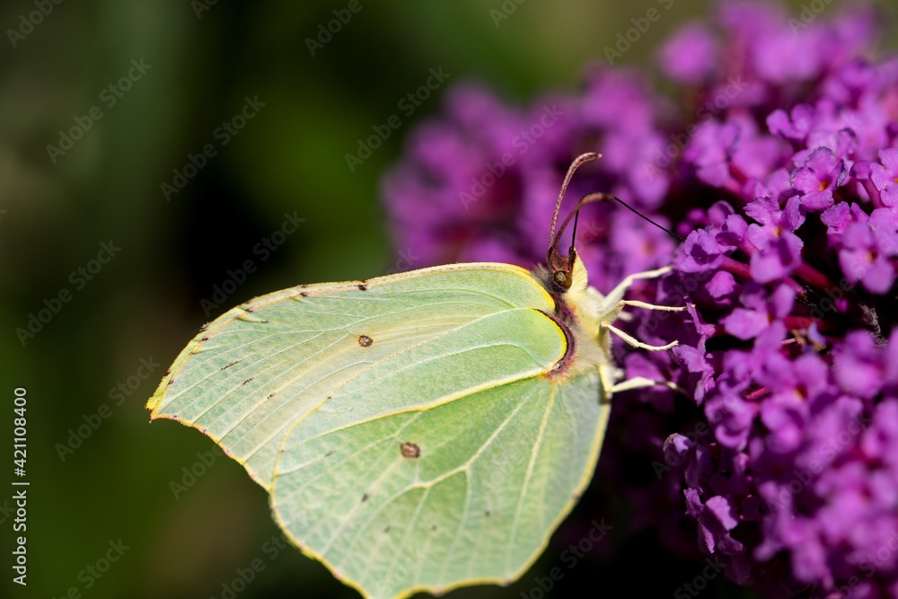 A portrait of a common brimstone butterfly sitting on the purple flowers of a butterfly-bush. The insect is on the summer lilac because it serves as a food source for the insect. A portrait of a common brimstone butterfly sitting on the purple flowers of a butterfly-bush. The insect is on the summer lilac because it serves as a food source for the insect.