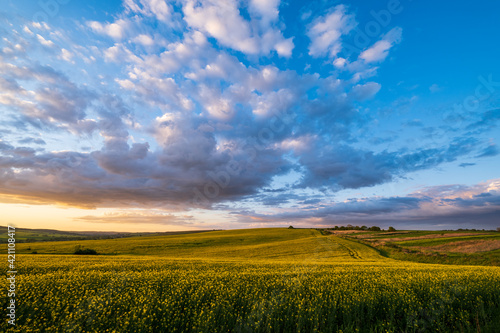 Spring sunset rapeseed yellow blooming fields view, blue sky with clouds in evening sunlight. Natural seasonal, good weather, climate, eco, farming, countryside beauty concept.