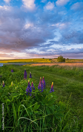 Spring sunset countryside view with wild lupine flowers near path, and revening rapeseed yellow blooming fields in far. Ukraine, Lviv Region.