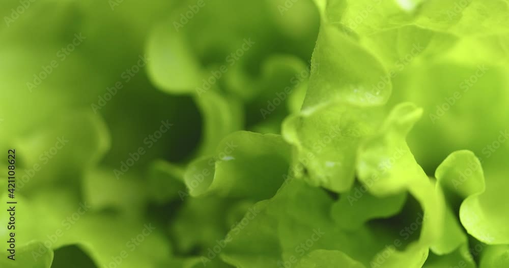 Organic farming and gardening. Green rotating lettuce leaves. Vitamins, healthy eating concept. Close up video Organic farming and gardening. Green rotating lettuce leaves. Vitamins, healthy eating concept. Close up video