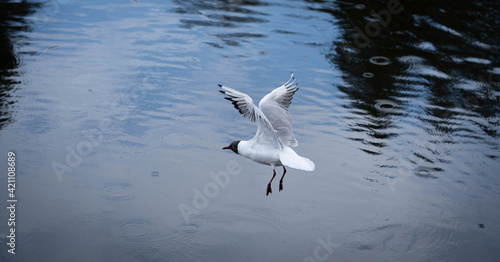 delightful flight of white seagull over water