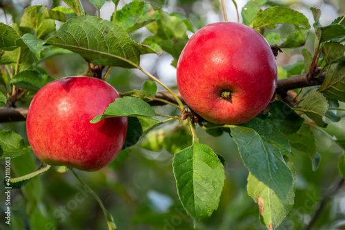 A ripe red apple on the branch of an apple tree