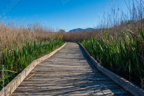 Fototapeta Naklejka Na Ścianę i Meble -  Wooden walkway, crossing a marsh full of reeds, on a day with blue skies.