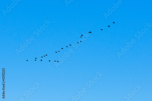 Flock of migratory birds in a blue sky