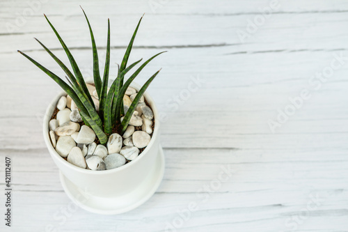 Sansevieria in ceramic pot.  White old wood background. Top view