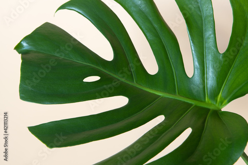 Top view of real Monstera Delicacy. Close-up of green fresh leaf on beige background, copy space. Home plant care concept, urban jungle, natural home interior decoration, hobby. Horizontal