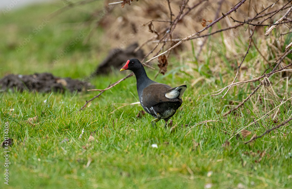 Europe wildlife, northern Germany Ostfriesland Europe wildlife, northern Germany Ostfriesland