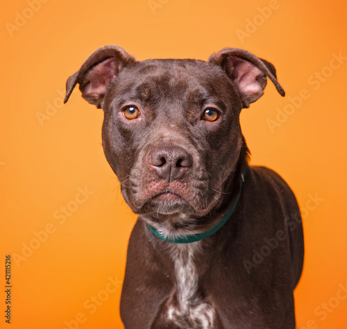 studio shot of a dog on an isolated background