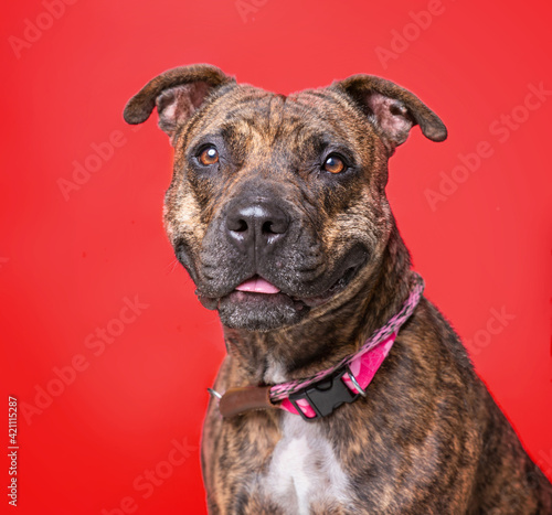 studio shot of a dog on an isolated background