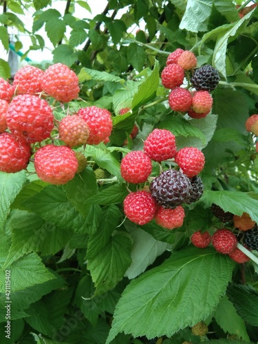 raspberries in the garden