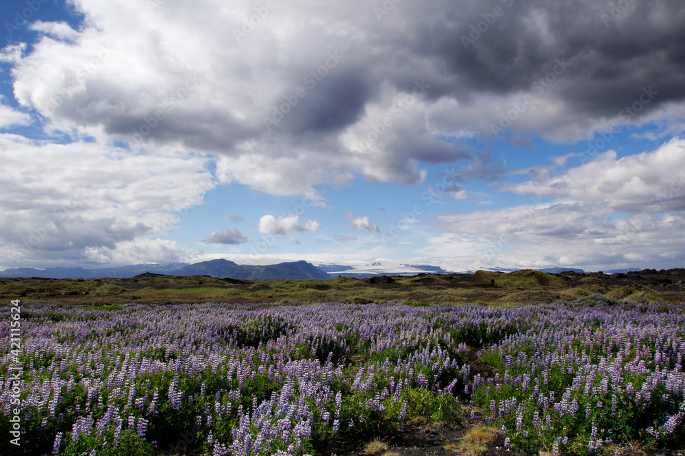 Dramatic sky over lupine field with Mýrdalsjökull in the background, Iceland Dramatic sky over lupine field with Mýrdalsjökull in the background, Iceland