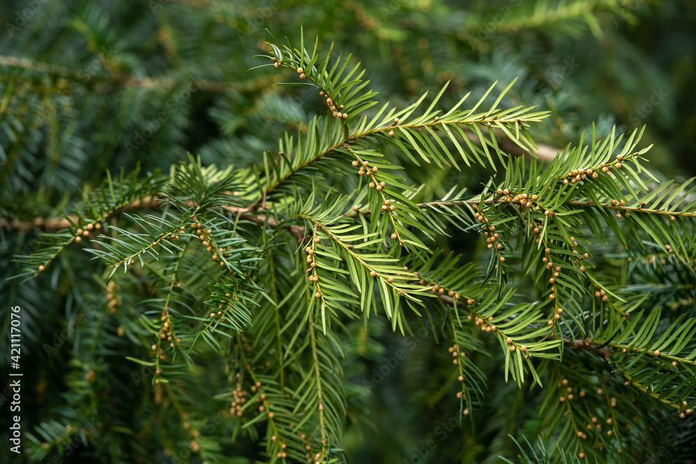 incredibly beautiful bright green spruce, good day incredibly beautiful bright green spruce, good day