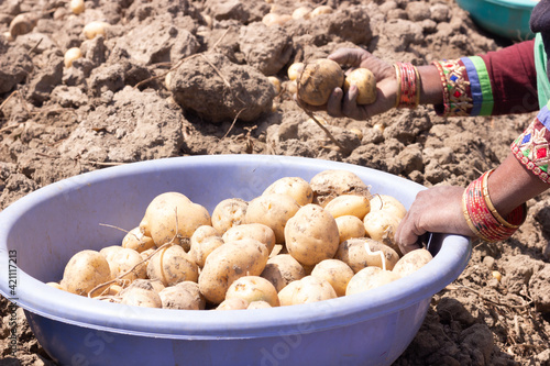 A lady farmer scooping Fresh potato from the ground. Potato farming Aloo ki kheti on agricultural field using tractor. Indian farming concept photo